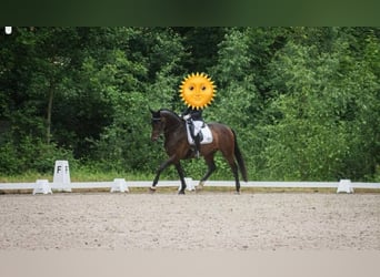 Caballo de deporte alemán, Yegua, 8 años, 178 cm, Castaño