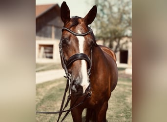 Caballo de deporte alemán, Yegua, 8 años, 178 cm, Castaño