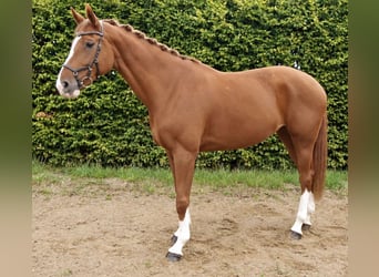 Caballo de deporte alemán, Yegua, 8 años, 179 cm, Alazán