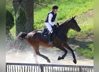 Caballo de deporte alemán, Yegua, 8 años, 180 cm, Castaño