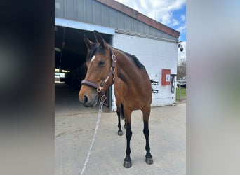 Caballo de deporte alemán, Yegua, 9 años, 160 cm, Castaño