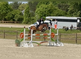 Caballo de deporte alemán, Yegua, 9 años, 164 cm, Castaño