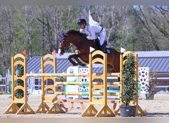 Caballo de deporte alemán, Yegua, 9 años, 164 cm, Castaño