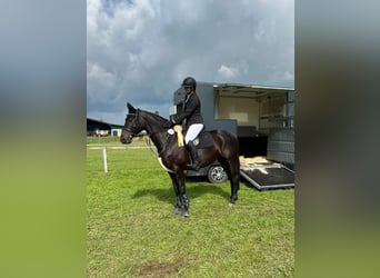 Caballo de deporte alemán, Yegua, 9 años, 165 cm, Castaño oscuro