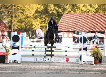 Caballo de deporte alemán, Yegua, 9 años, 165 cm, Castaño oscuro