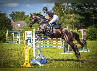 Caballo de deporte alemán, Yegua, 9 años, 165 cm, Castaño oscuro