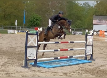 Caballo de deporte alemán, Yegua, 9 años, 167 cm, Castaño