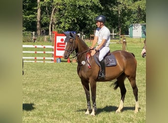 Caballo de deporte alemán, Yegua, 9 años, 167 cm, Castaño