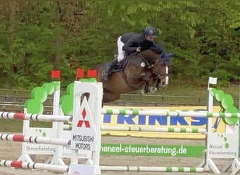 Caballo de deporte alemán, Yegua, 9 años, 167 cm, Castaño