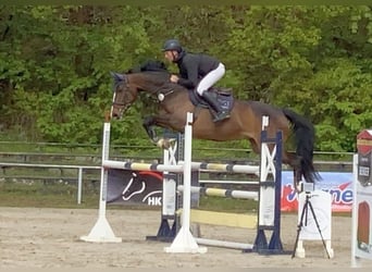 Caballo de deporte alemán, Yegua, 9 años, 167 cm, Castaño