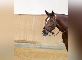 Caballo de deporte alemán, Yegua, 9 años, 168 cm, Alazán-tostado