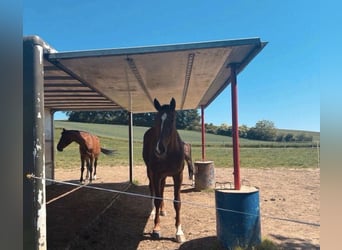 Caballo de deporte alemán, Yegua, 9 años, 168 cm, Alazán-tostado