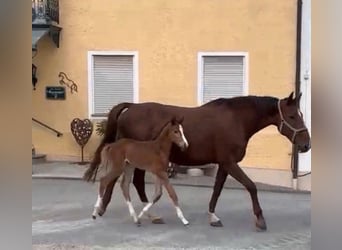 Caballo de deporte alemán, Yegua, 9 años, 168 cm, Alazán-tostado