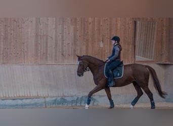 Caballo de deporte alemán, Yegua, 9 años, 168 cm, Alazán-tostado
