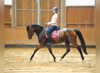 Caballo de deporte alemán, Yegua, 9 años, 168 cm, Castaño