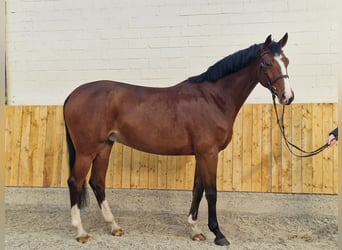 Caballo de deporte alemán, Yegua, 9 años, 168 cm, Castaño