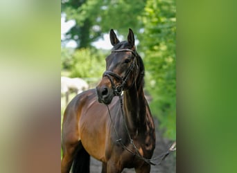 Caballo de deporte alemán, Yegua, 9 años, 168 cm, Morcillo