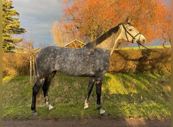 Caballo de deporte alemán, Yegua, 9 años, 168 cm, Tordo