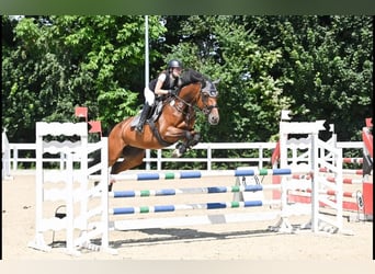 Caballo de deporte alemán, Yegua, 9 años, 169 cm, Castaño