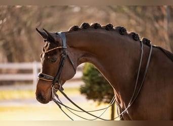 Caballo de deporte alemán, Yegua, 9 años, 169 cm, Castaño oscuro