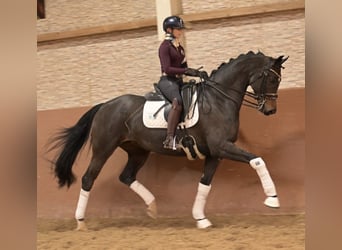 Caballo de deporte alemán, Yegua, 9 años, 169 cm, Castaño oscuro