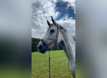 Caballo de deporte alemán, Yegua, 9 años, 170 cm, Tordo