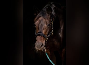 Caballo de deporte alemán, Yegua, 9 años, 172 cm, Castaño oscuro
