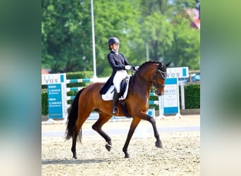 Caballo de deporte alemán, Yegua, 9 años, 173 cm, Castaño