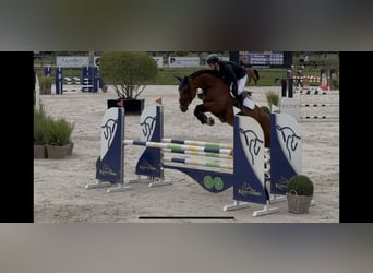 Caballo de deporte alemán, Yegua, 9 años, 175 cm, Castaño