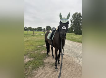 Caballo de deporte alemán, Yegua, 9 años, 175 cm, Negro