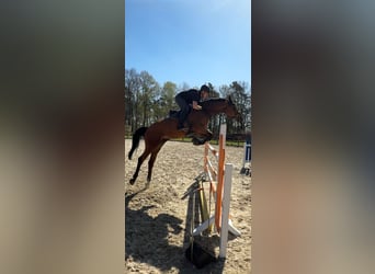 Caballo de deporte alemán, Yegua, 9 años, 176 cm, Castaño