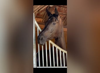 Caballo de deporte alemán, Yegua, 9 años, 177 cm, Negro