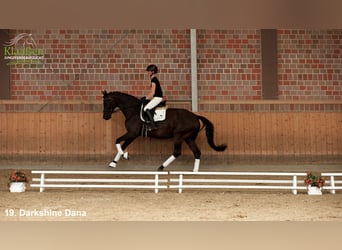 Caballo de deporte alemán, Yegua, 9 años, Castaño oscuro