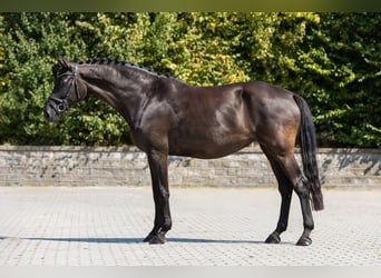 Caballo de deporte alemán, Yegua, 9 años, Castaño oscuro