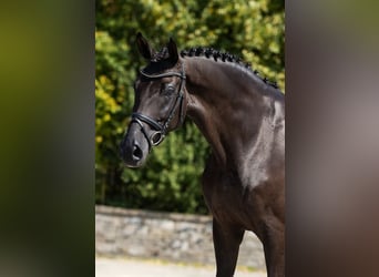Caballo de deporte alemán, Yegua, 9 años, Castaño oscuro