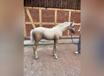 Caballo de deporte alemán, Yegua, Potro (06/2024), 165 cm, Palomino