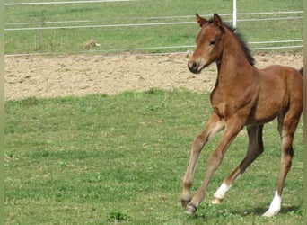 Caballo de deporte alemán, Yegua, Potro (03/2026), 166 cm, Castaño