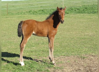 Caballo de deporte alemán, Yegua, Potro (03/2026), 166 cm, Castaño