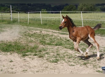 Caballo de deporte alemán, Yegua, Potro (06/2024), 168 cm, Castaño