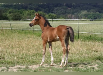 Caballo de deporte alemán, Yegua, Potro (06/2024), 168 cm, Castaño