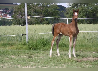 Caballo de deporte alemán, Yegua, Potro (06/2024), 168 cm, Castaño