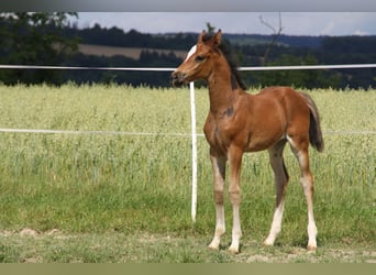 Caballo de deporte alemán, Yegua, Potro (06/2024), 168 cm, Castaño