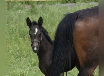 Caballo de deporte alemán, Yegua, Potro (05/2024), 168 cm, Negro