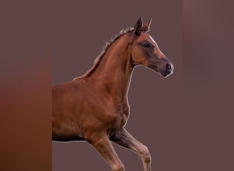 Caballo de deporte alemán, Yegua, Potro (05/2025), 169 cm, Alazán-tostado