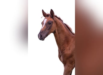 Caballo de deporte alemán, Yegua, Potro (05/2025), 169 cm, Alazán-tostado