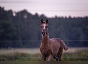 Caballo de deporte alemán, Yegua, Potro (05/2025), 169 cm, Alazán-tostado