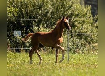 Caballo de deporte alemán, Yegua, Potro (05/2025), 169 cm, Alazán-tostado