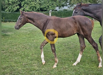 Caballo de deporte alemán, Yegua, Potro (05/2025), 169 cm, Alazán-tostado