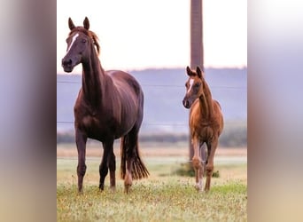 Caballo de deporte alemán, Yegua, Potro (05/2025), 169 cm, Alazán-tostado