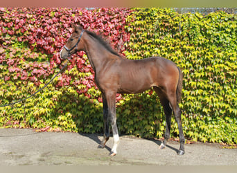 Caballo de deporte alemán, Yegua, Potro (05/2024), 169 cm, Castaño oscuro